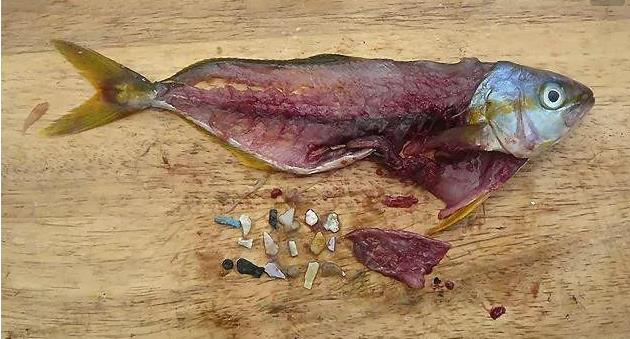 震驚！首次確認(rèn)：人體已被微塑料污染！